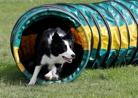 agility shows online results.